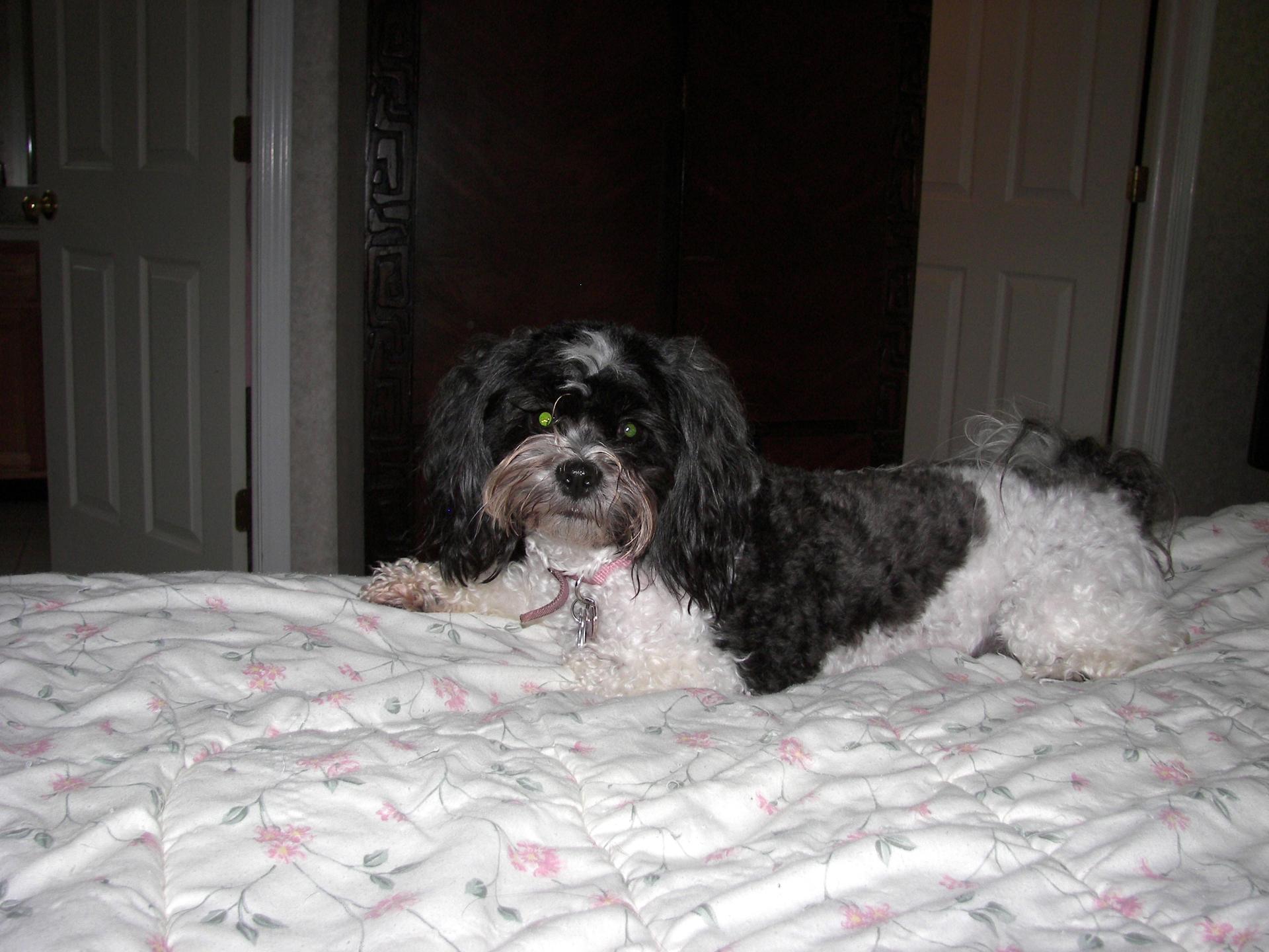 mercedes | Animal Emergency Center