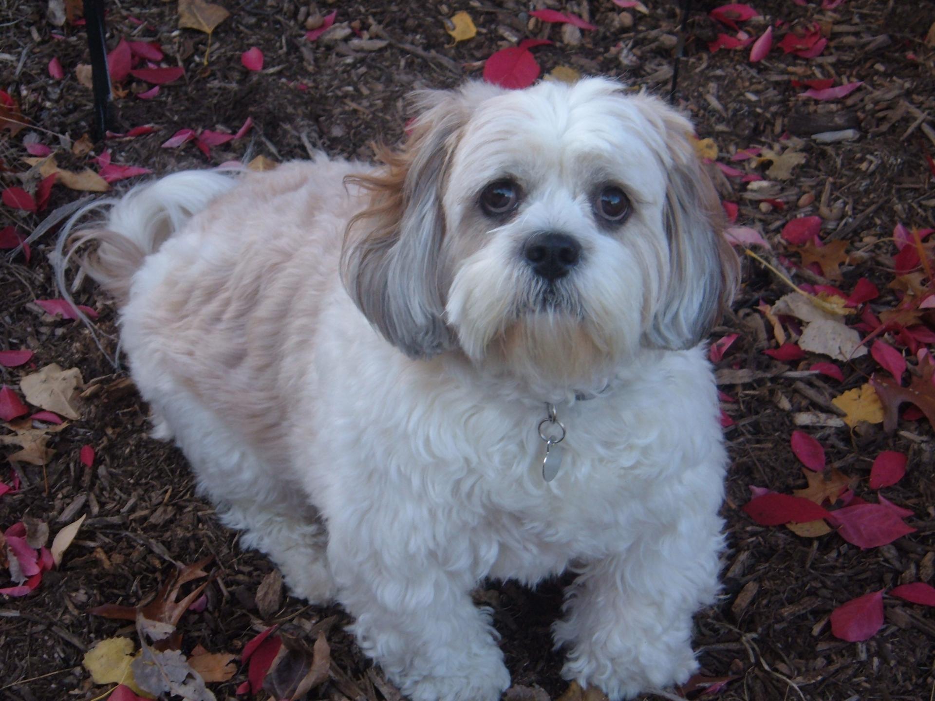 RILEY | Animal Emergency Center